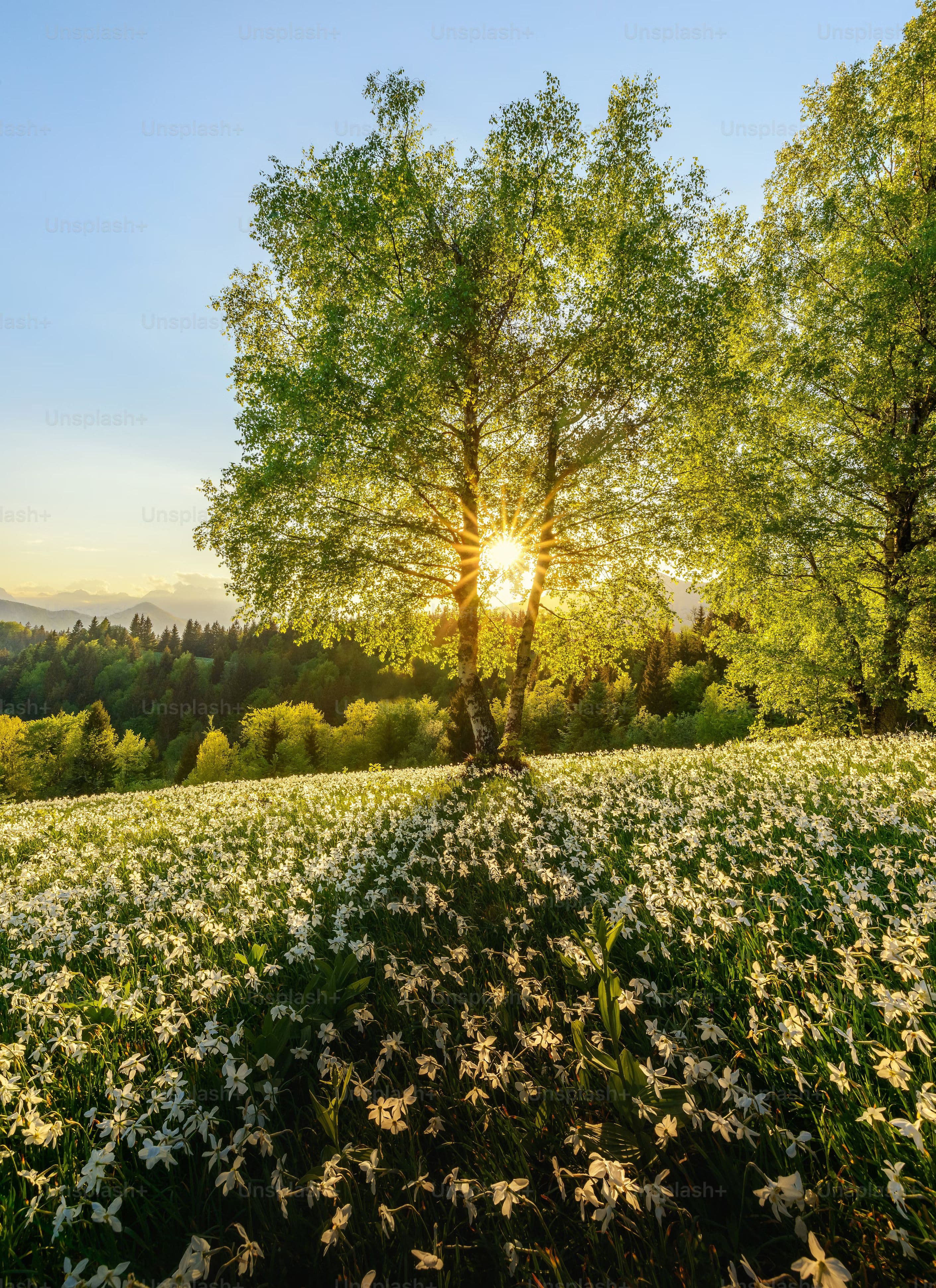 a field of flowers with a tree in the background. Narcissus flowers in the spring.